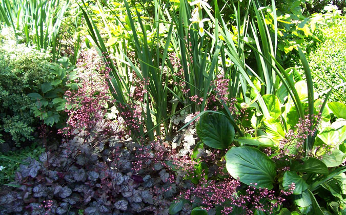 Flowers and Garden